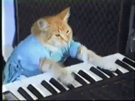 cat playing keyboard gif